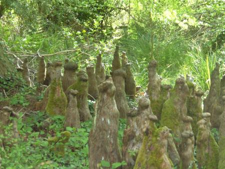 Pneumatophores du cyprés chauve