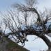 Arbre prés du Pico Ruivo Madère