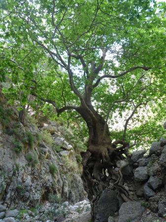 arbre aux racines aériennes