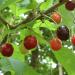 Cerisier et ses fruits délicieux