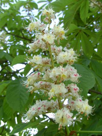 Fleurs de marronnier