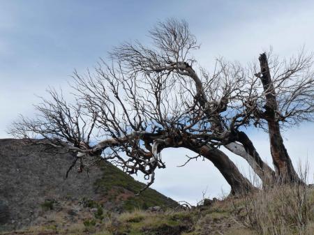 Arbre prés du Pico Ruivo Madère