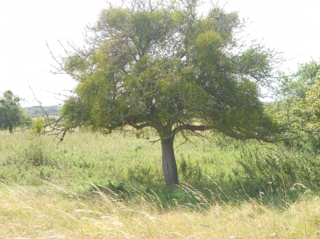 pommier parasité par du gui