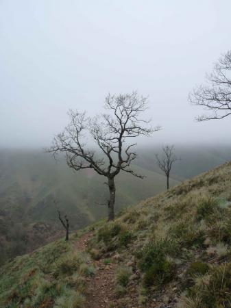 Arbre dans la brume