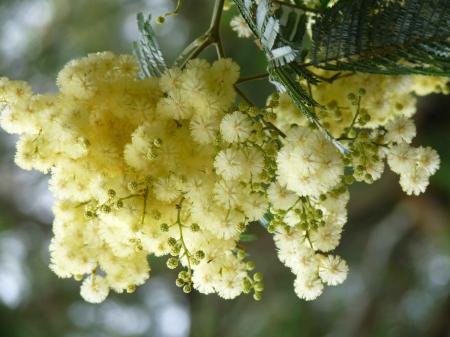 Mimosa argenté