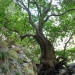 arbre aux racines aériennes