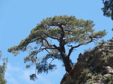 arbre perché