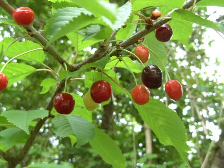 Cerisier et ses fruits délicieux