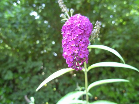 Buddleia