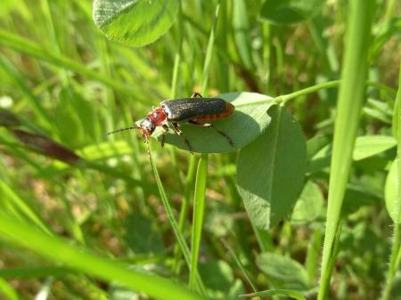 Cantharis pellucida