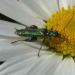 Oedemera nobilis