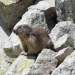 Marmotte