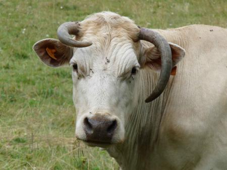 Vache race aubrac (Lozère)