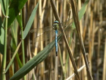 Anax empereur