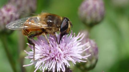 Abeille butinant 3