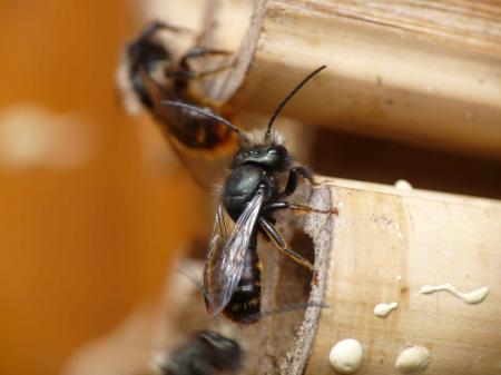 Abeille maçonne ou osmie : profil