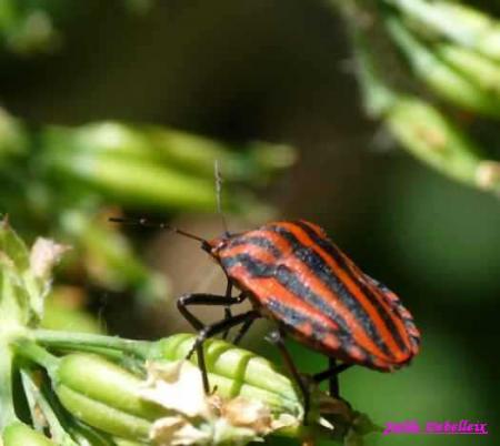 Graphosoma italicum