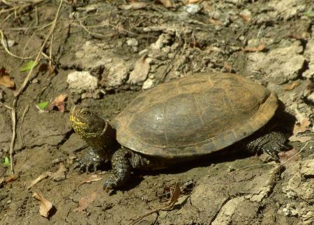 Tortue cistude