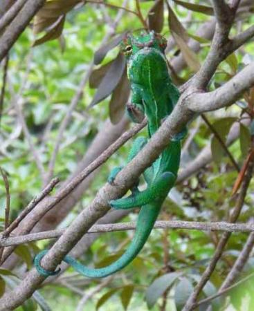 Caméléon mâle