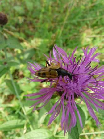 Strangalia maculata