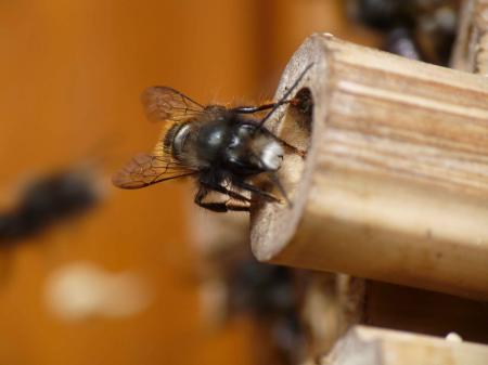 Abeille maçonne : face