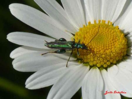 Oedemera nobilis