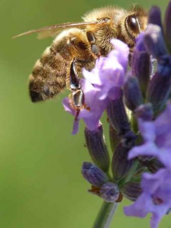 Abeille sur la lavande