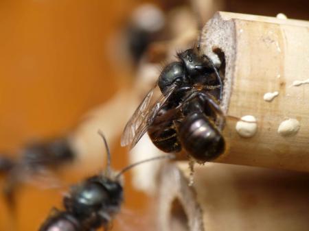 Abeilles maçonnes en plein travail