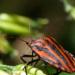 Graphosoma italicum