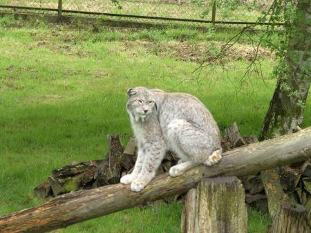 Lynx des neiges