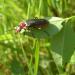 Cantharis pellucida