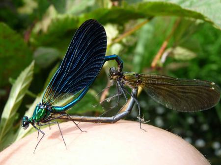 Demoiselles accouplées