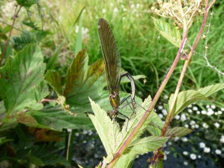 Demoiselle femelle pondant