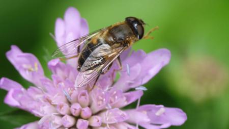 Merveilleuse abeille