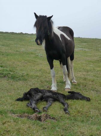 Poulain mort gardé par sa mère contre les vautours