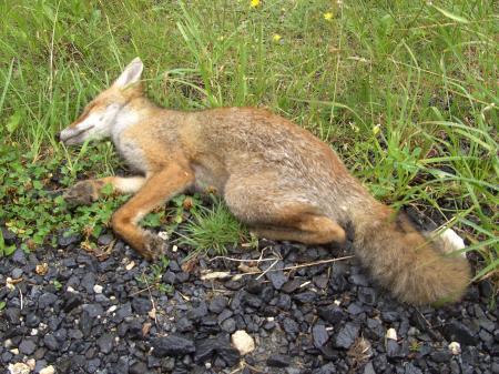 Jeune renard mort