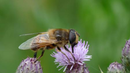 Abeille butinant