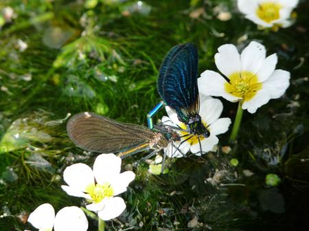 Demoiselles début d'accouplement