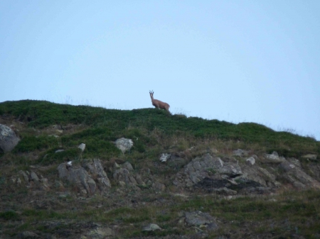 isard sur une crète