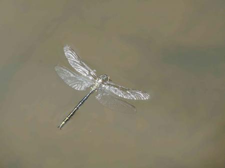 Libellule morte flottant sur l'eau d'un étang