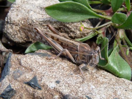 Cricket Madère