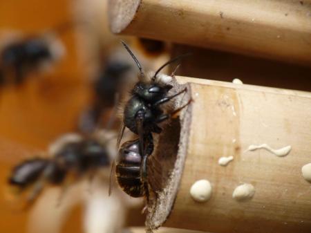 Abeille maçonne encore