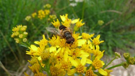 Abeille Lozérienne