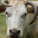 Vache race aubrac (Lozère)