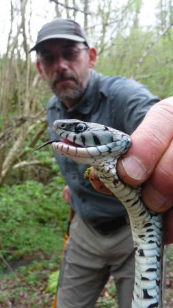 Olivier et le serpent