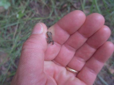 Petite grenouille