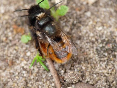 Accouplement d'abeilles maçonnes ?