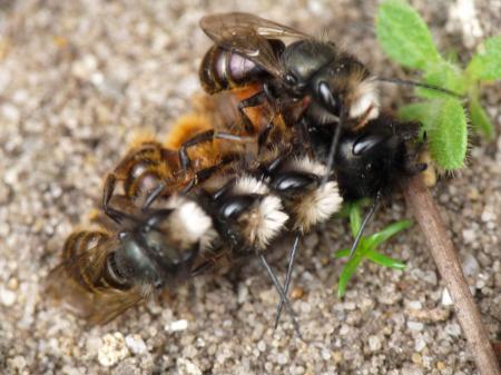 Abeilles maçonnes en tandem