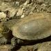 Tortue cistude