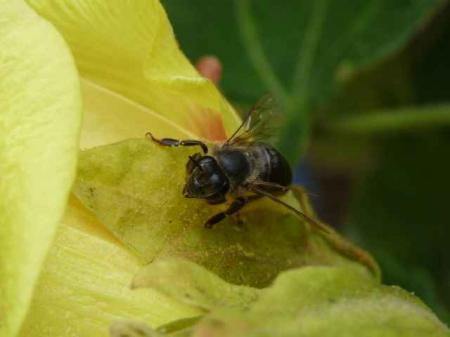 Abeille de La Réunion